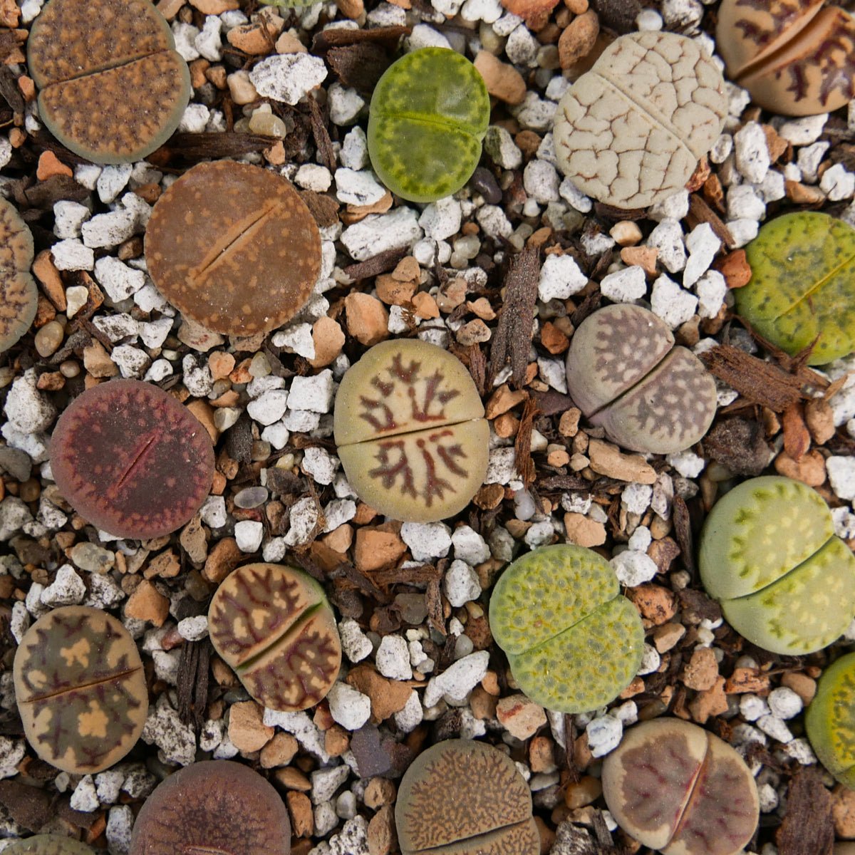 Lithops Mix - 6 heads - Vivid Root