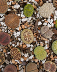 Lithops Mix - 6 heads - Vivid Root