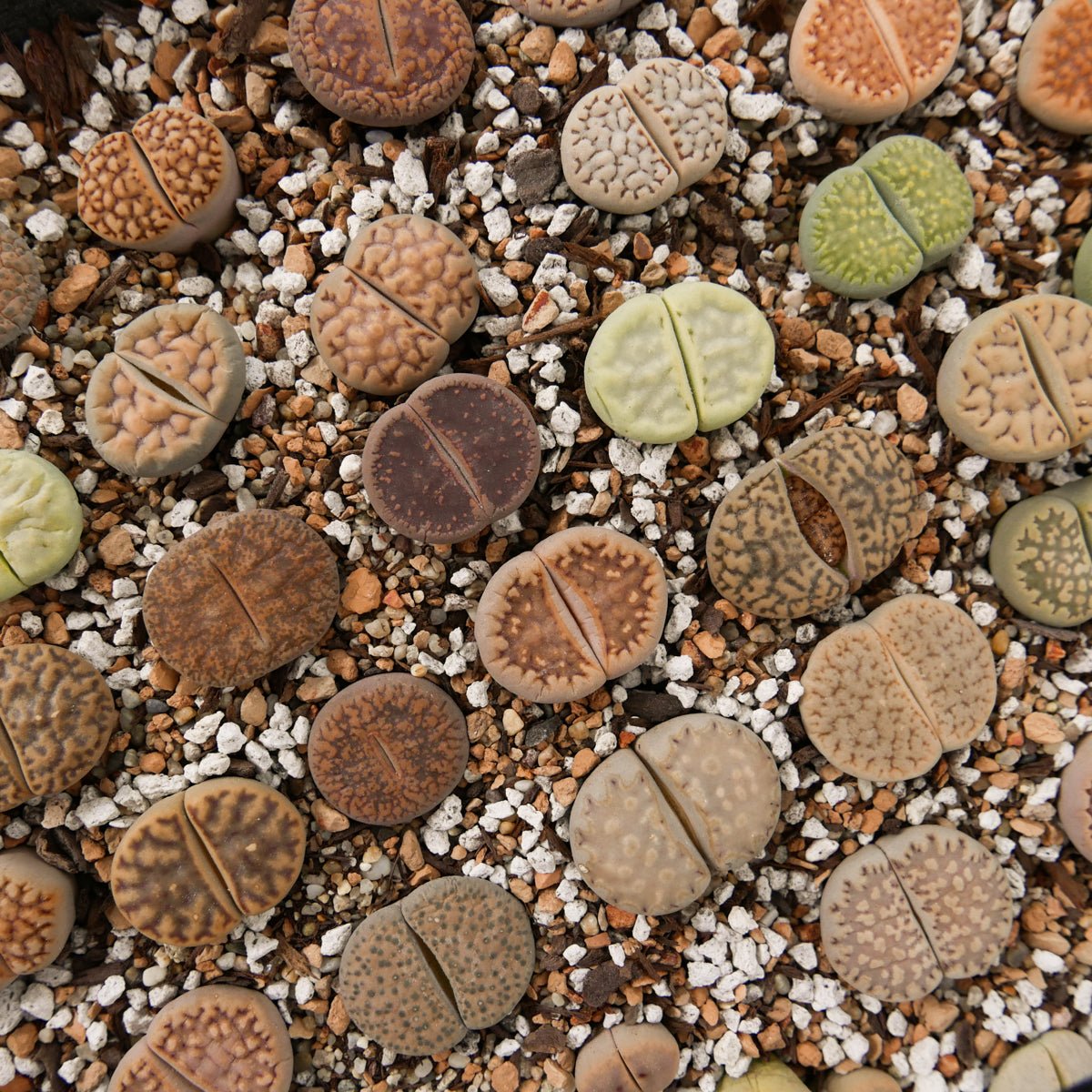 Lithops Mix - 6 heads - Vivid Root