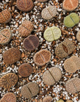Lithops Mix - 6 heads - Vivid Root