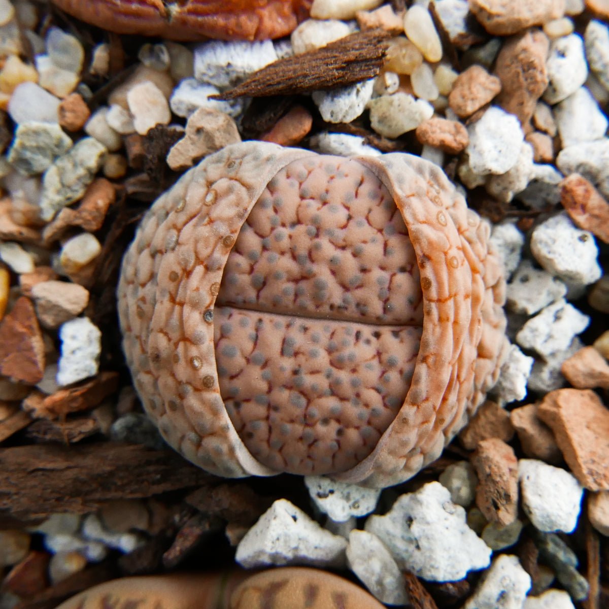 Lithops Mix - 6 heads - Vivid Root