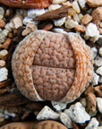 Lithops Mix - 6 heads - Vivid Root