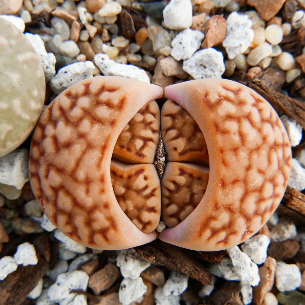 Lithops Mix - 6 heads - Vivid Root