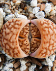 Lithops Mix - 6 heads - Vivid Root