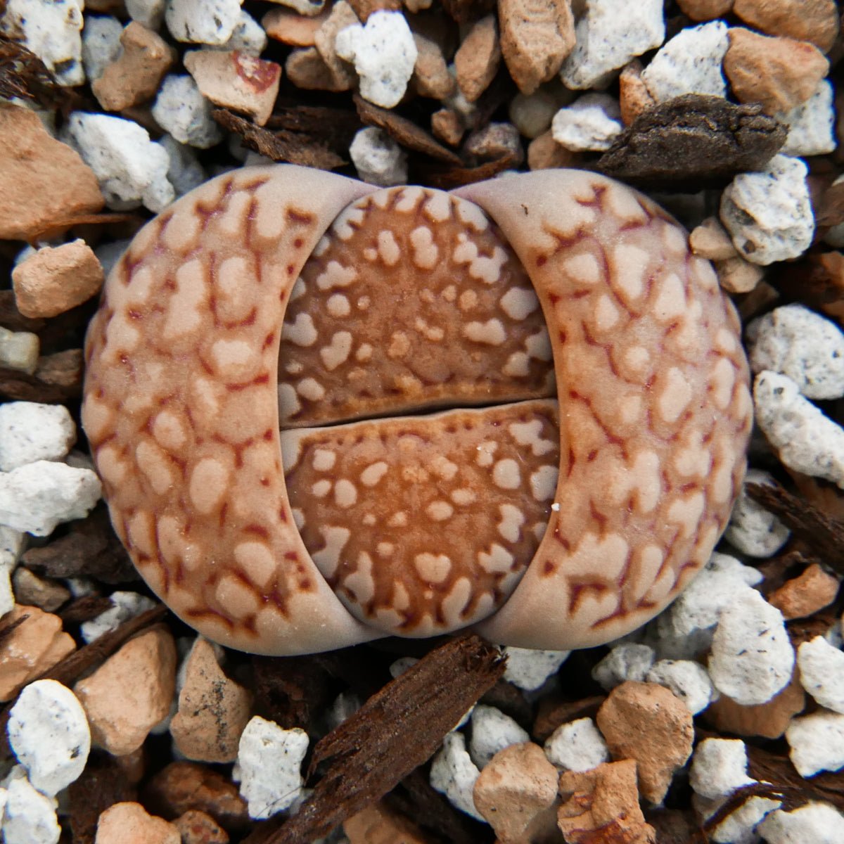 Lithops Mix - 6 heads - Vivid Root