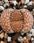 Lithops Mix - 6 heads - Vivid Root