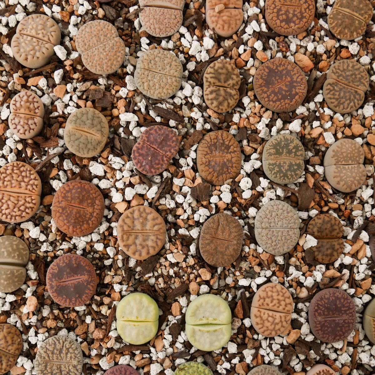 Lithops Mix - 6 heads - Vivid Root