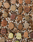 Lithops Mix - 6 heads - Vivid Root