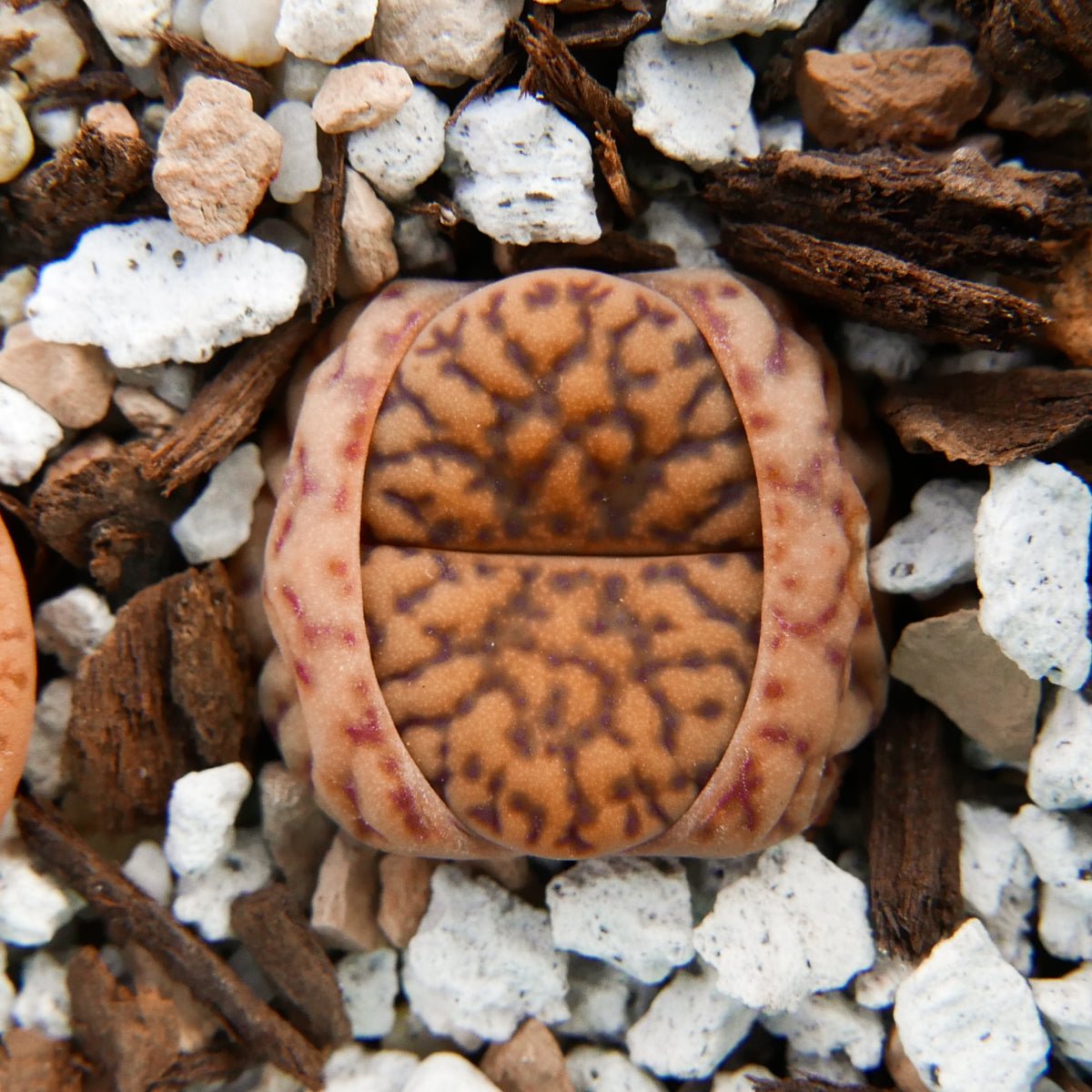 Lithops Mix - 6 heads - Vivid Root