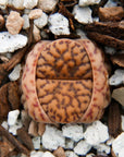 Lithops Mix - 6 heads - Vivid Root