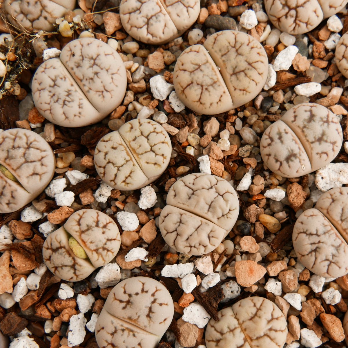 Lithops werneri C188 - 4 heads - Vivid Root