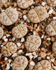Lithops werneri C188 - 4 heads - Vivid Root