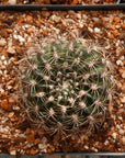 Lobivia tiegeliana var. ruberrima - Vivid Root