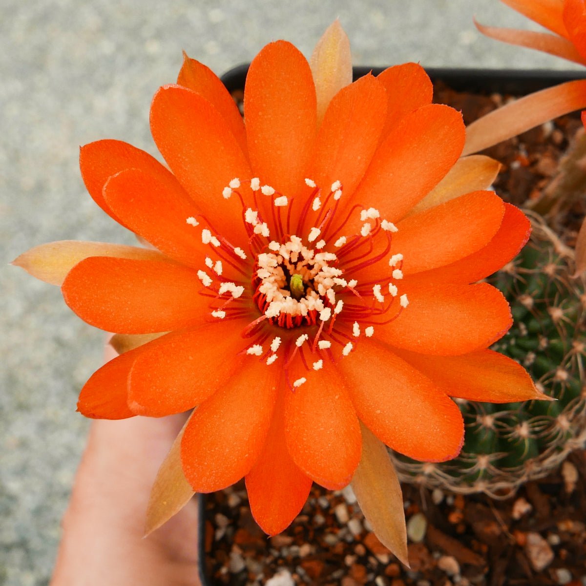 Lobivia tiegeliana var. ruberrima - Vivid Root