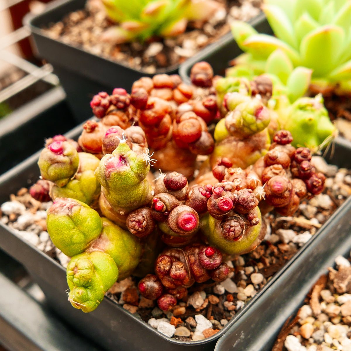 Mammillaria bocasana f. monstruosa 'Fred' - Vivid Root