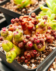 Mammillaria bocasana f. monstruosa 'Fred' - Vivid Root