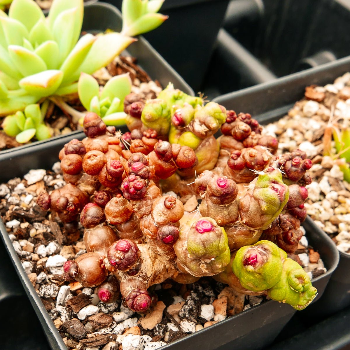 Mammillaria bocasana f. monstruosa 'Fred' - Vivid Root