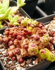 Mammillaria bocasana f. monstruosa 'Fred' - Vivid Root