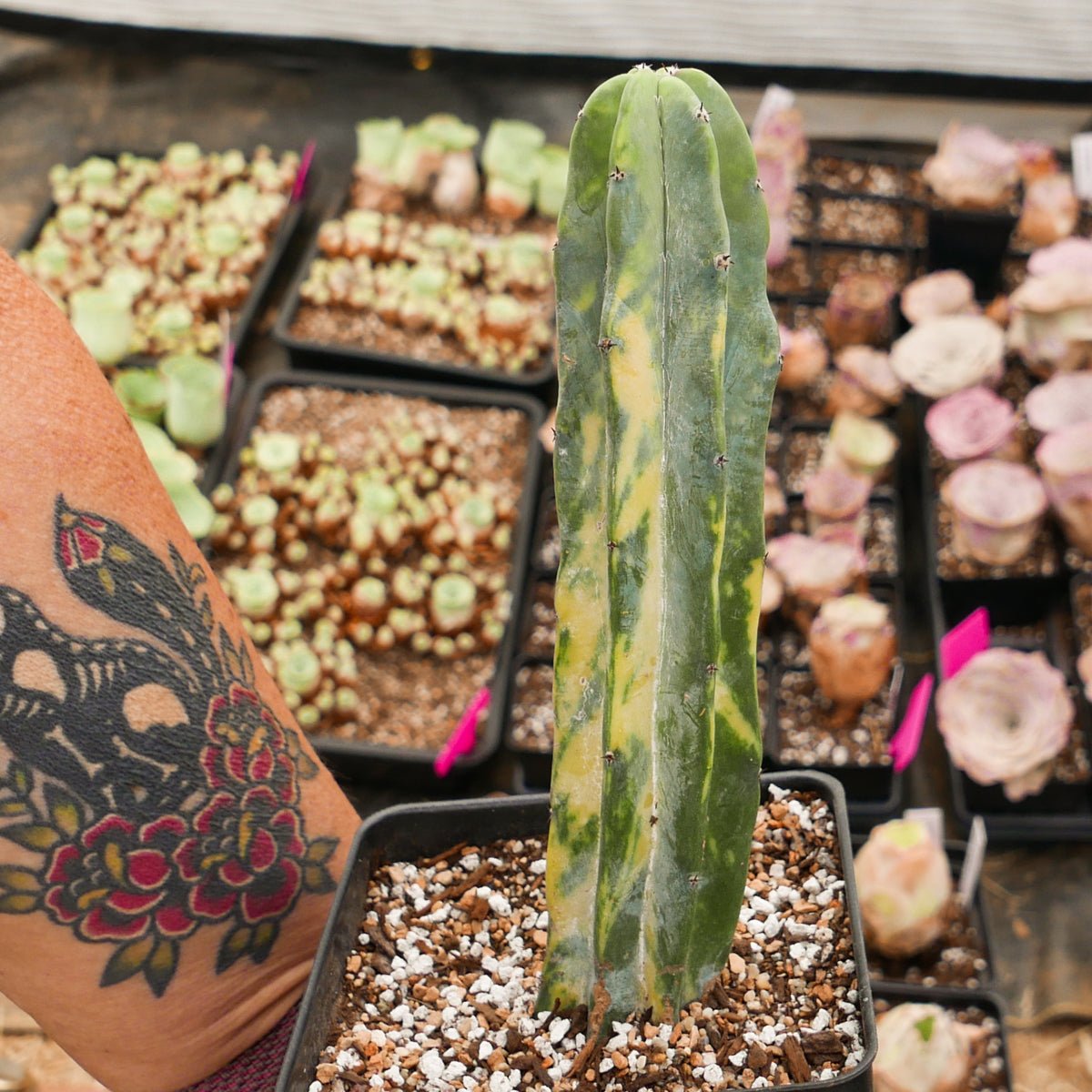 Myrtillocactus geometrizans f. variegata - Vivid Root