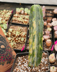 Myrtillocactus geometrizans f. variegata - Vivid Root