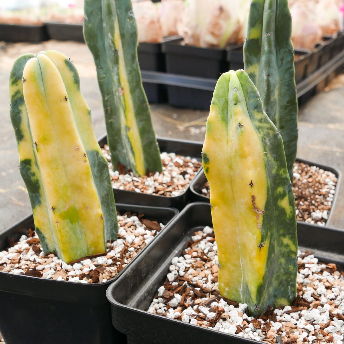 Myrtillocactus geometrizans f. variegata - Vivid Root