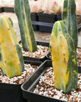 Myrtillocactus geometrizans f. variegata - Vivid Root