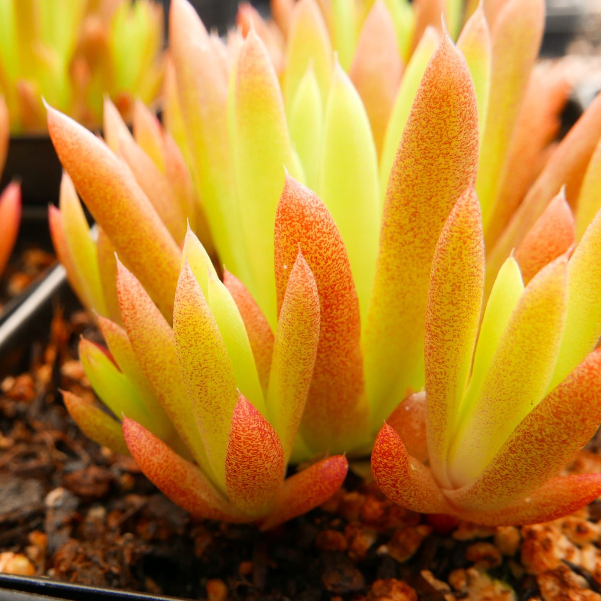 Orostachys japonica - Rock Pine - Vivid Root