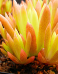 Orostachys japonica - Rock Pine - Vivid Root