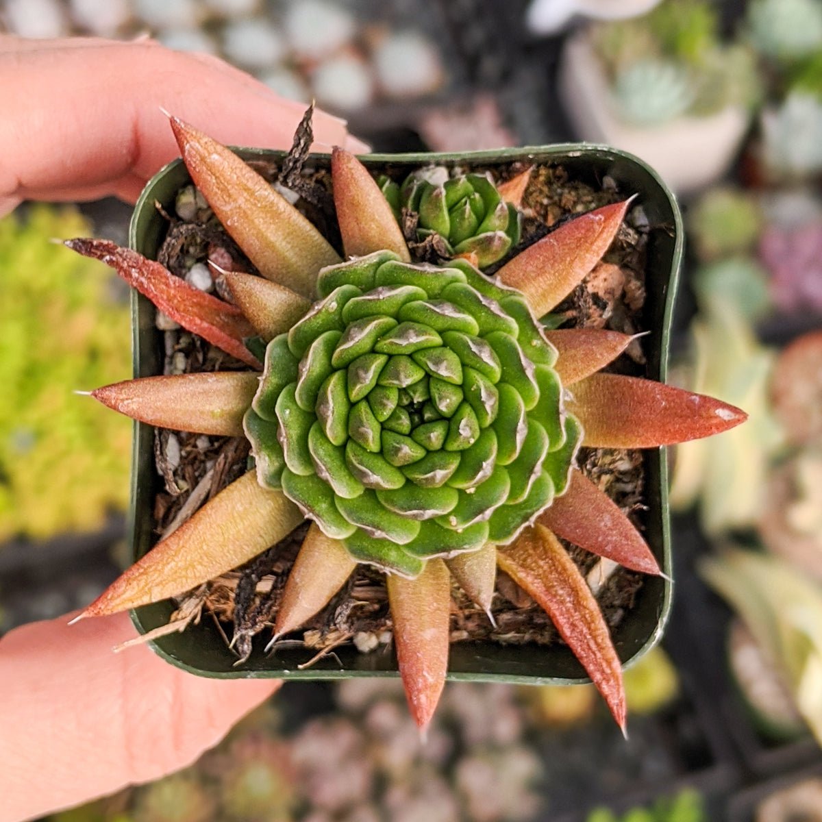 Orostachys japonica - Rock Pine - Vivid Root
