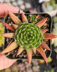 Orostachys japonica - Rock Pine - Vivid Root