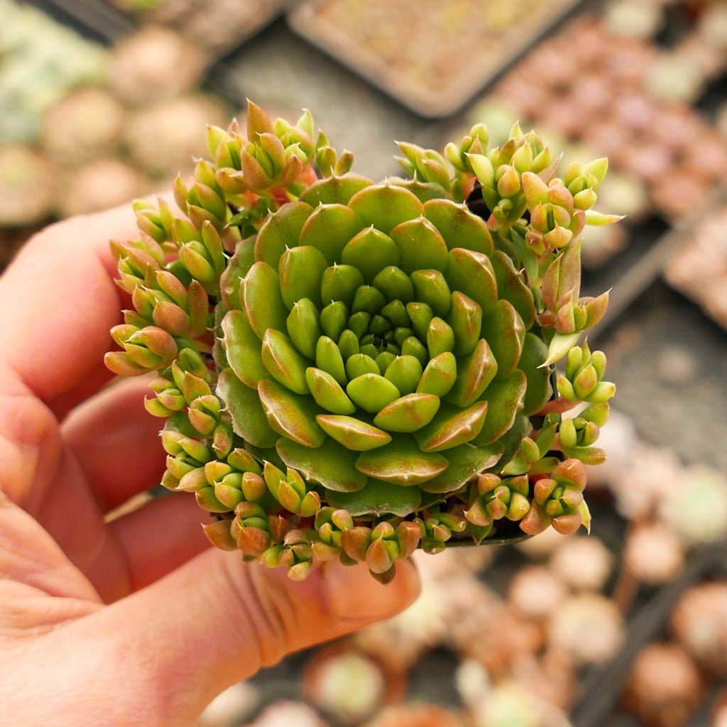 Orostachys japonica - Rock Pine - Vivid Root