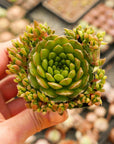 Orostachys japonica - Rock Pine - Vivid Root