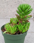 Orostachys japonica - Rock Pine - Vivid Root