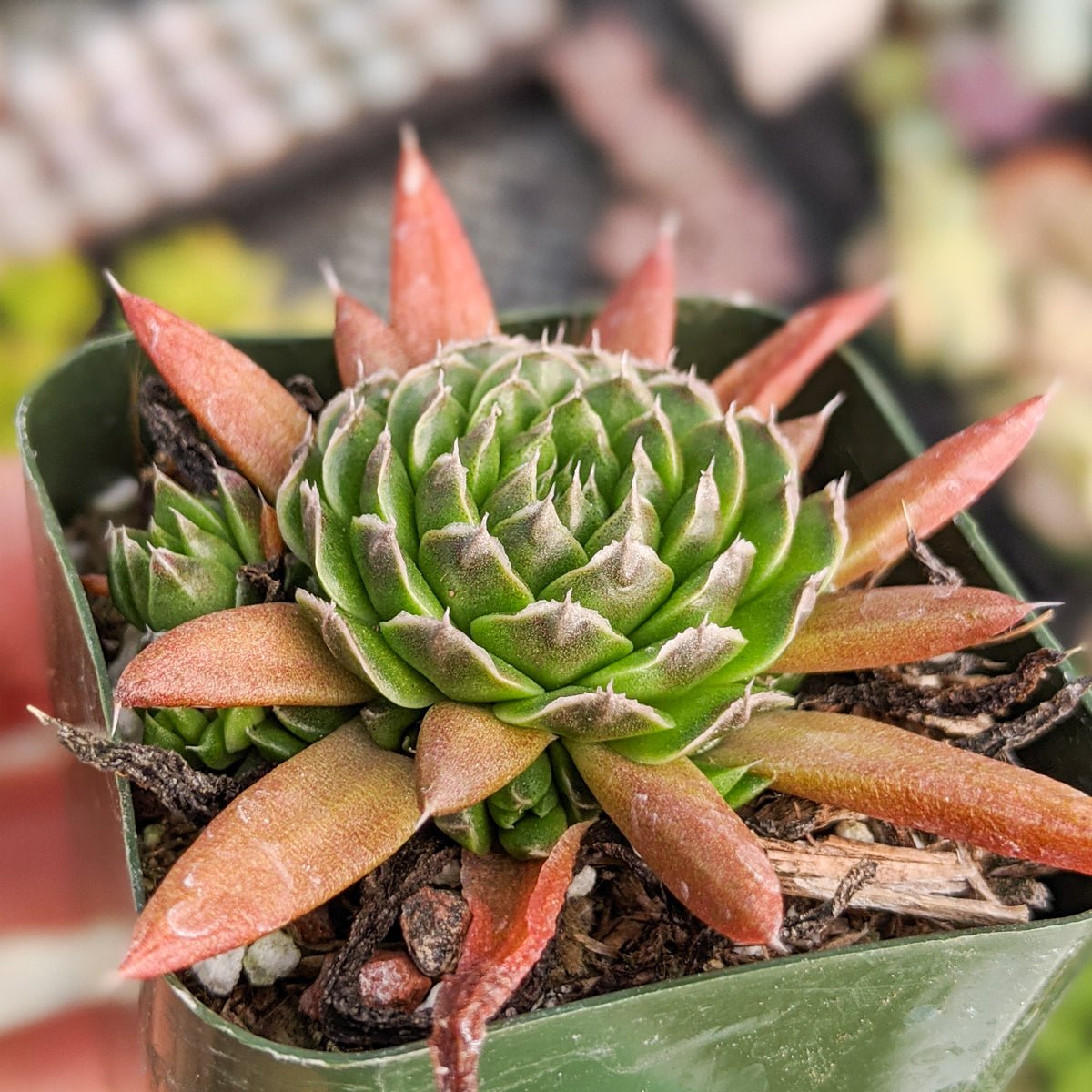Orostachys japonica - Rock Pine - Vivid Root