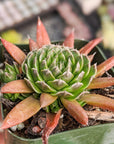 Orostachys japonica - Rock Pine - Vivid Root