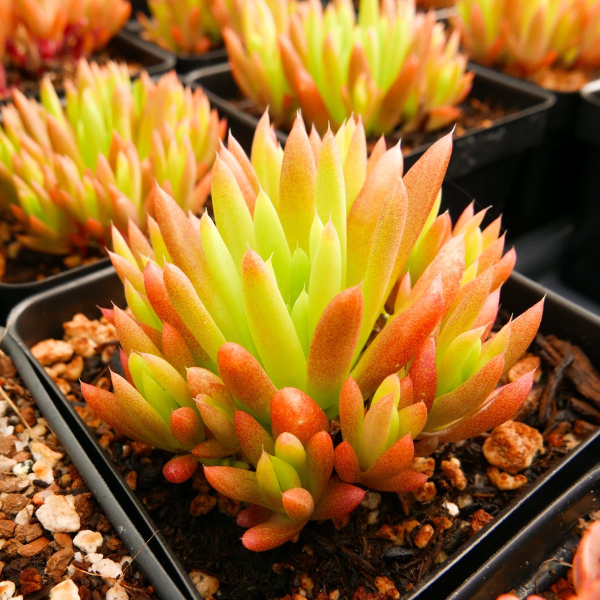 Orostachys japonica - Rock Pine - Vivid Root