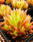Orostachys japonica - Rock Pine - Vivid Root