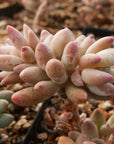 Pachyphytum rzedowskii - Baby Finger - Vivid Root