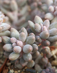 Pachyphytum rzedowskii - Baby Finger - Vivid Root
