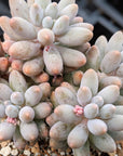 Pachyphytum rzedowskii - Baby Finger - Vivid Root