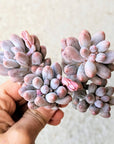 Pachyphytum rzedowskii - Baby Finger - Vivid Root