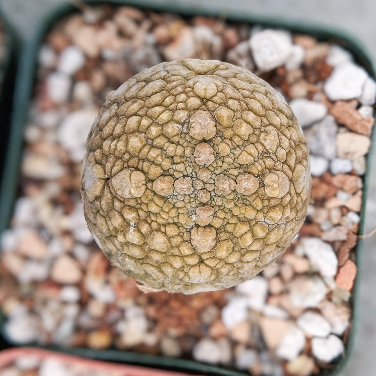 Pseudolithos migiurtinus - Vivid Root