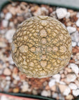 Pseudolithos migiurtinus - Vivid Root