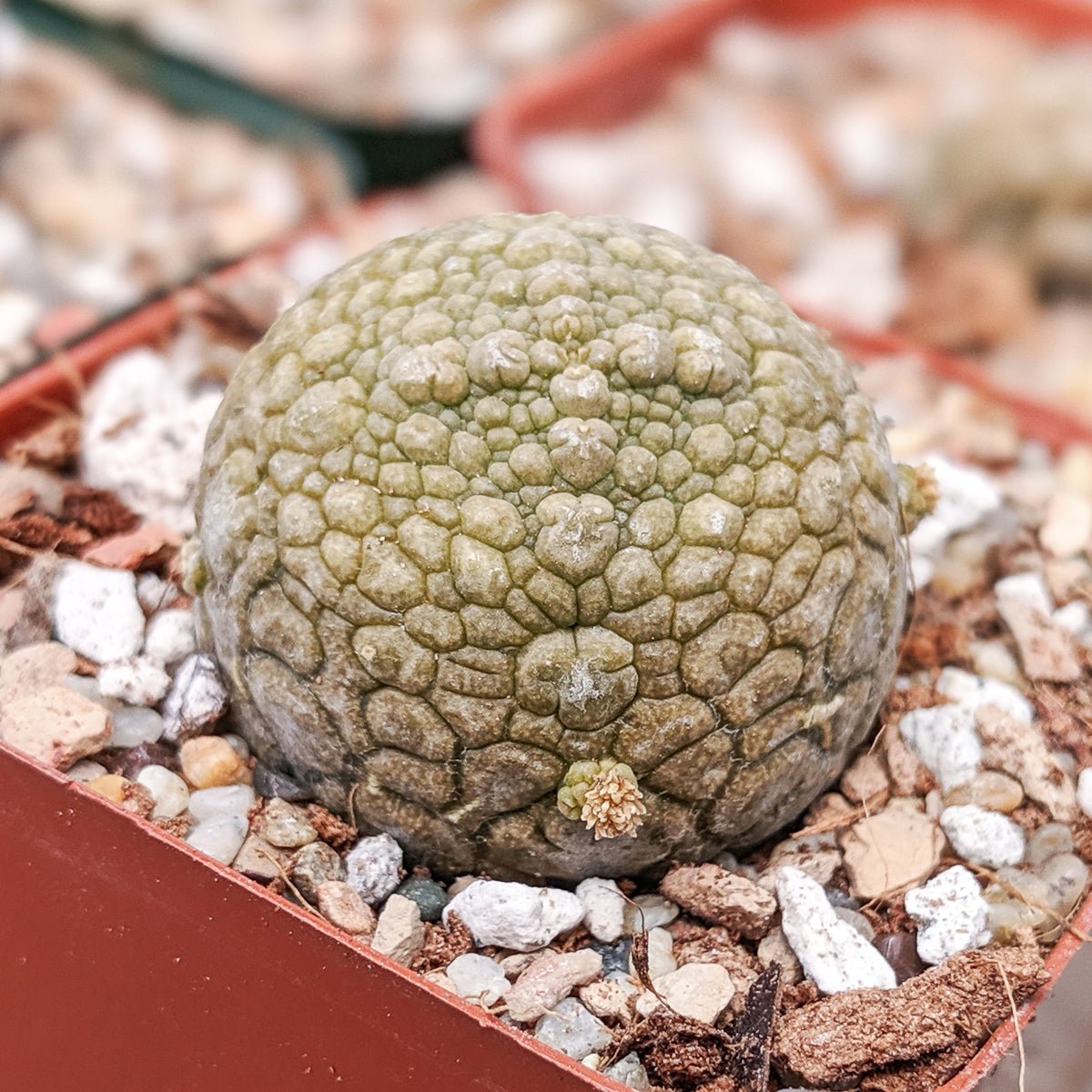 Pseudolithos migiurtinus - Vivid Root