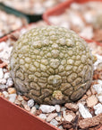 Pseudolithos migiurtinus - Vivid Root