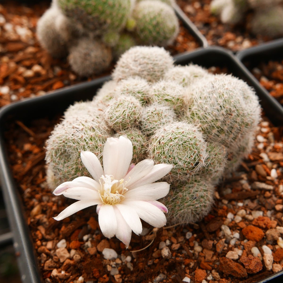 Rebutia cv. sunrise - Vivid Root