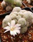 Rebutia cv. sunrise - Vivid Root