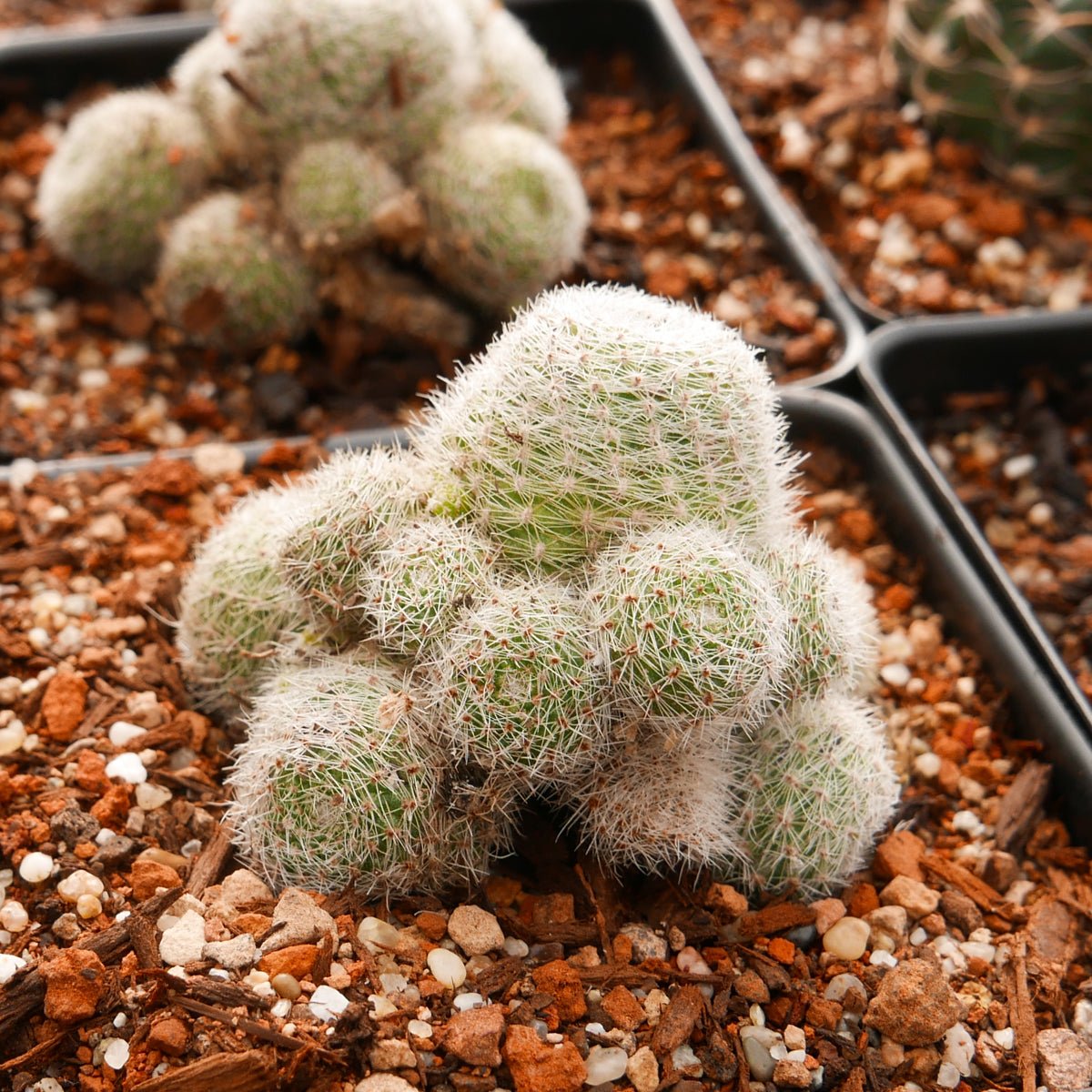 Rebutia cv. sunrise - Vivid Root