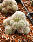 Rebutia cv. sunrise - Vivid Root