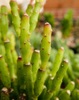 Rhipsalis salicornioides - Dancing Bones Cactus - Vivid Root
